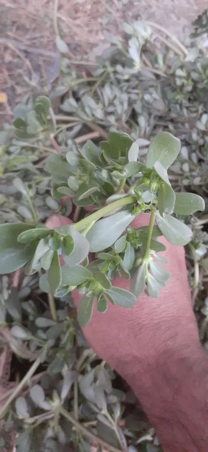 خرفه|خوردنی و آشامیدنی|مشهد, بهمن|دیوار