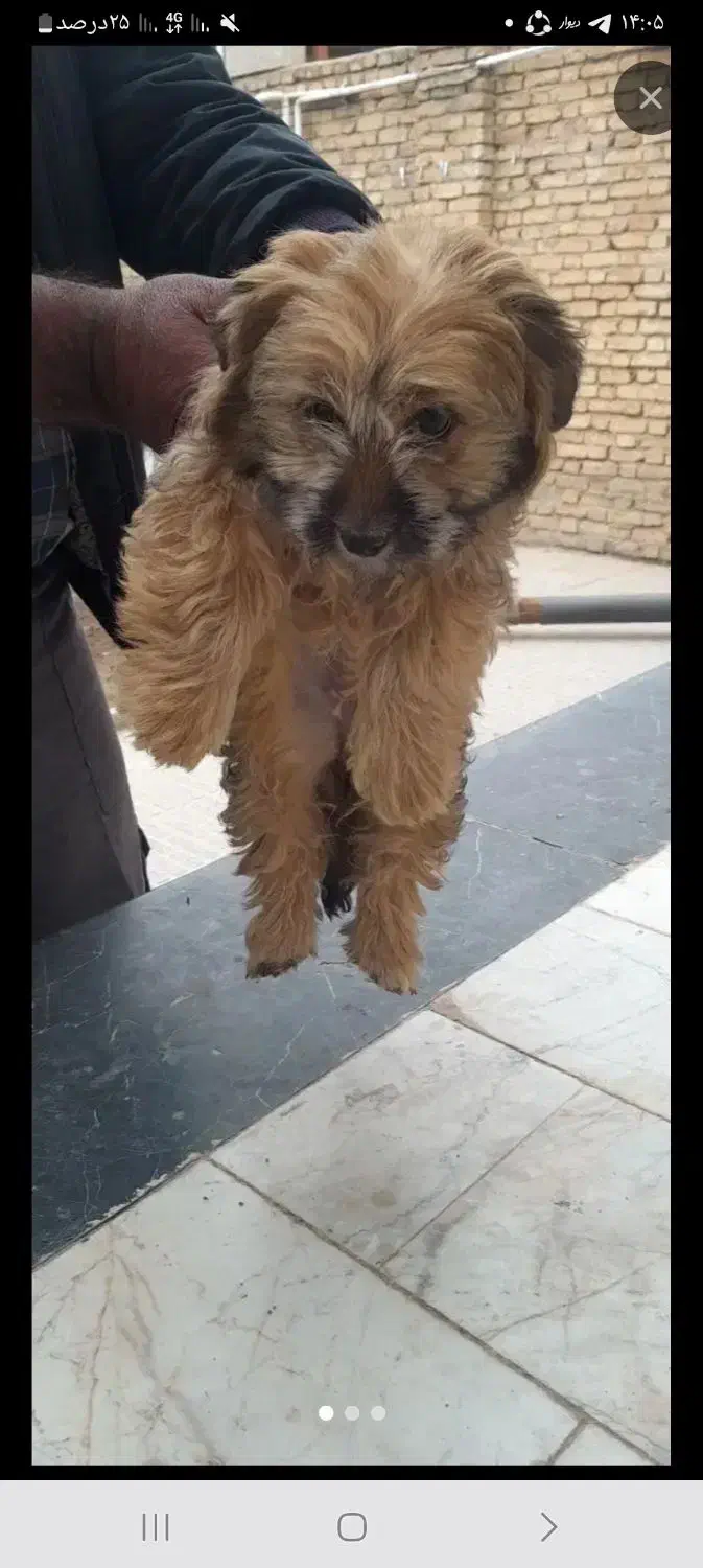 شیتزو|سگ|شهرکرد, |دیوار