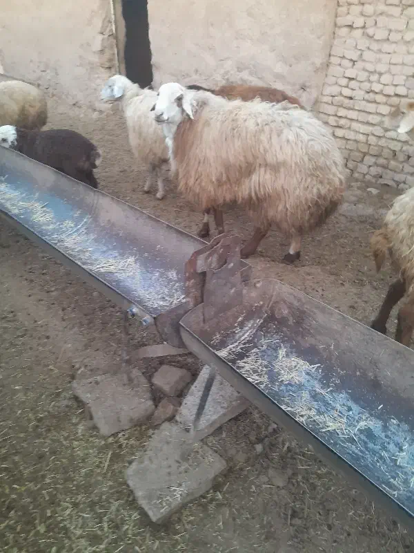 قوچ هترو|حیوانات مزرعه|اسفراین, |دیوار