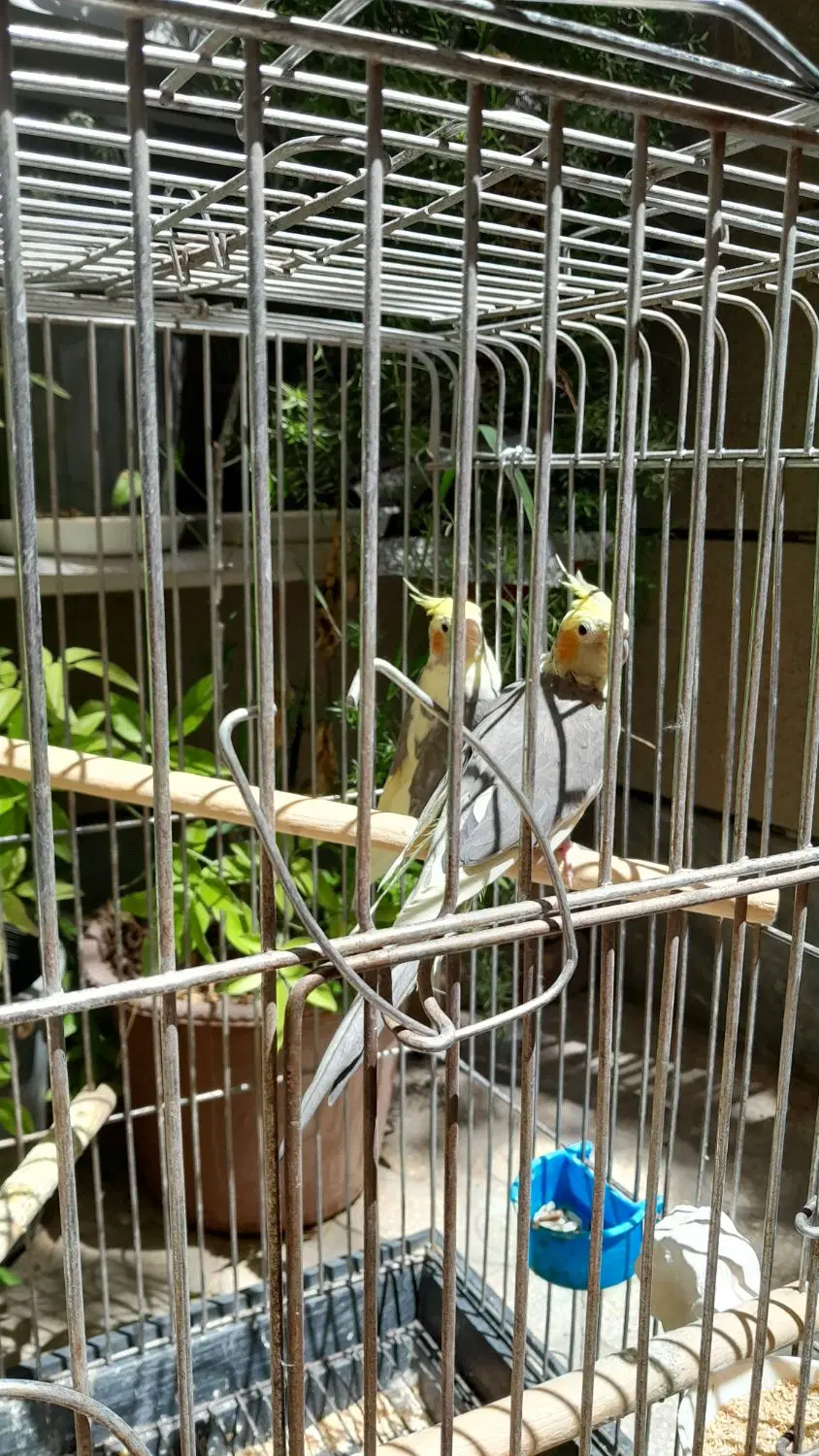 پرنده|پرنده|قزوین, |دیوار