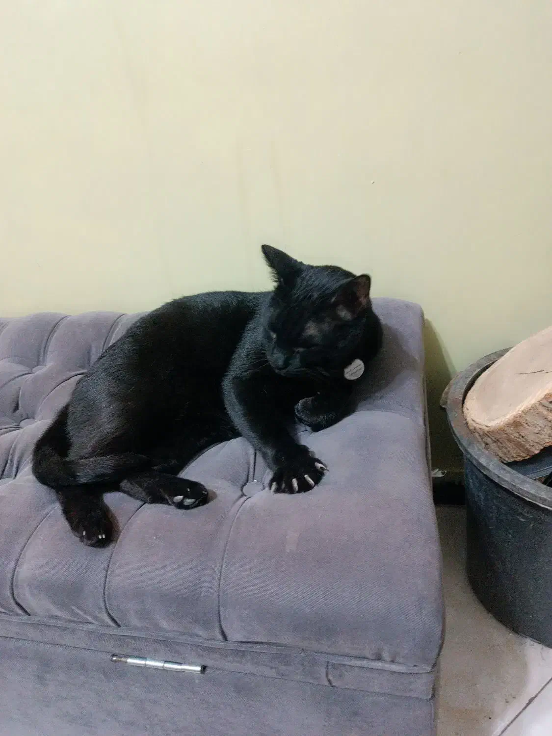 گم شده|حیوانات|اصفهان, بوستان ناژوان|دیوار