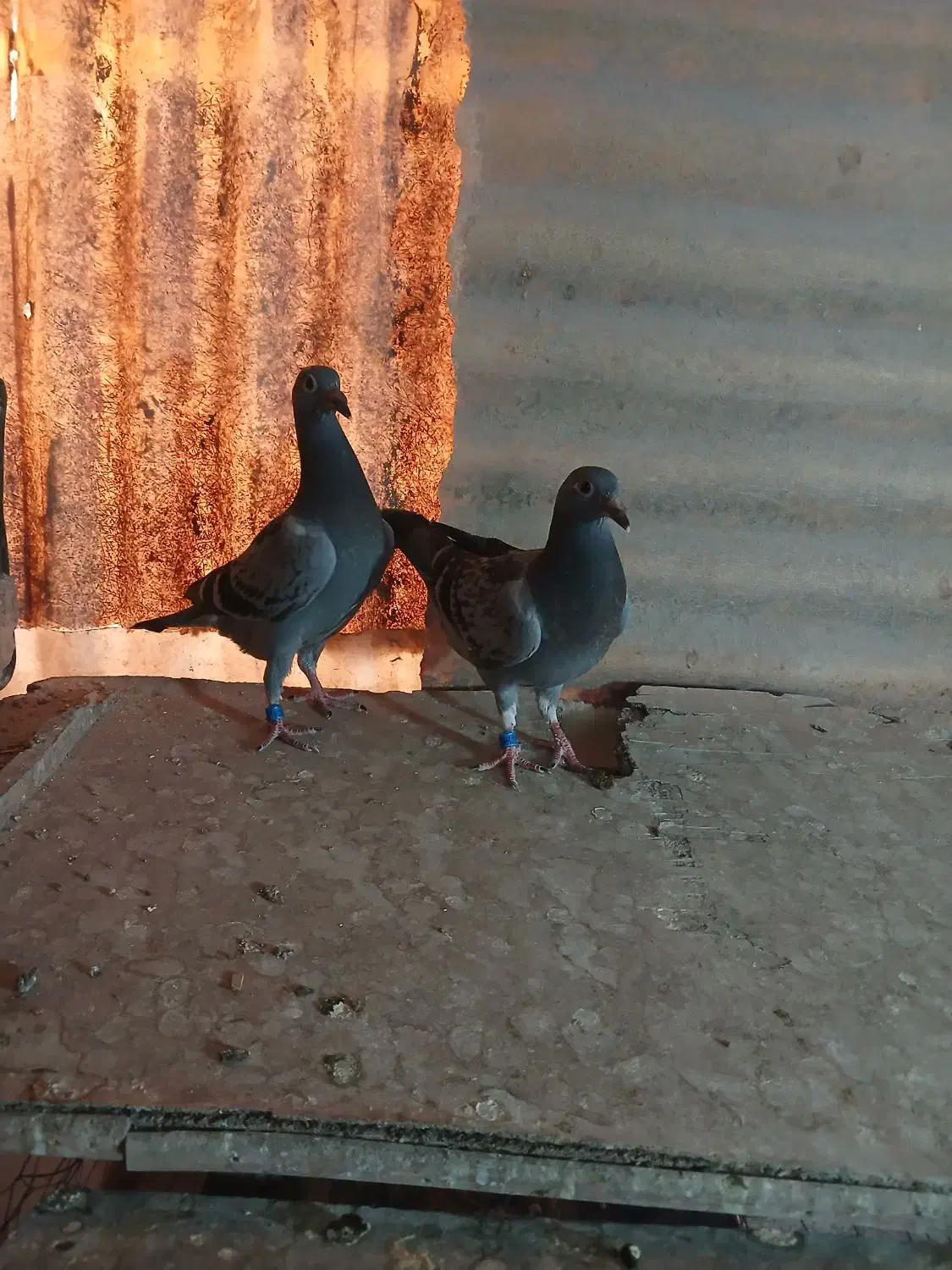 پلاکی.دوکت|پرنده|مبارکه, |دیوار