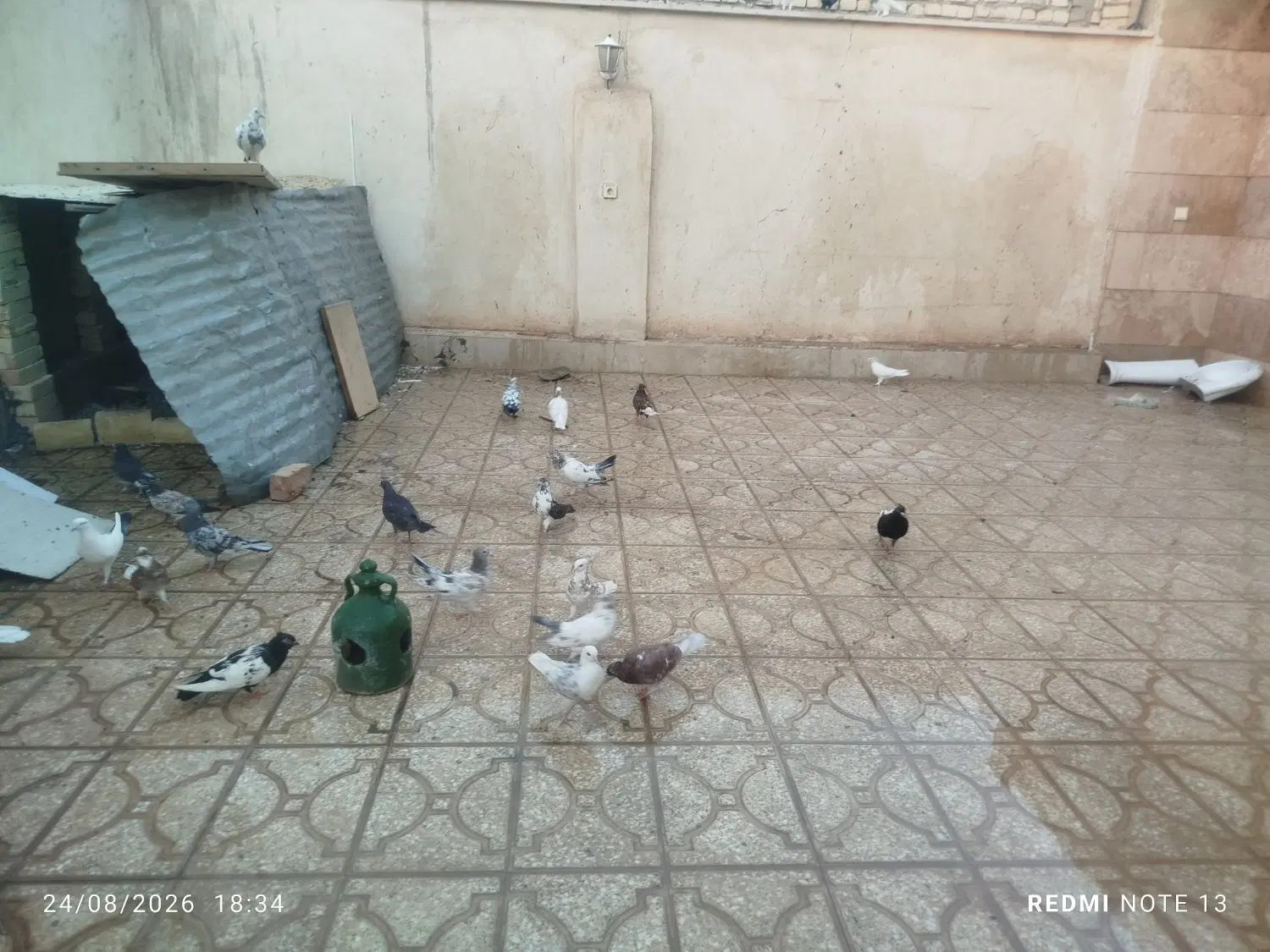 کفتر|پرنده|قنوات, |دیوار