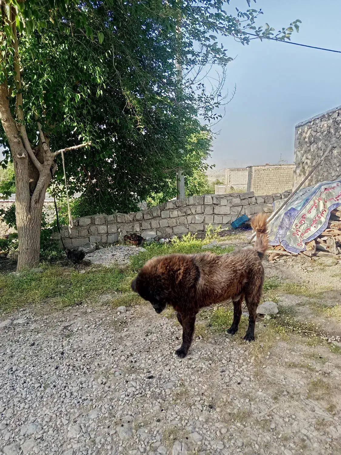 سگ سرابی|سگ|نورآباد ممسنی, |دیوار