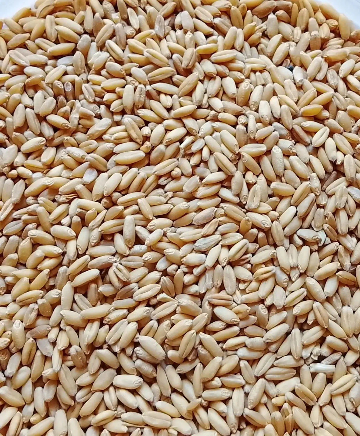 گندم|خوردنی و آشامیدنی|شباب, |دیوار