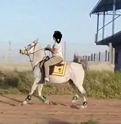 اسب|اسب و تجهیزات اسب‌سواری|اقبالیه, |دیوار
