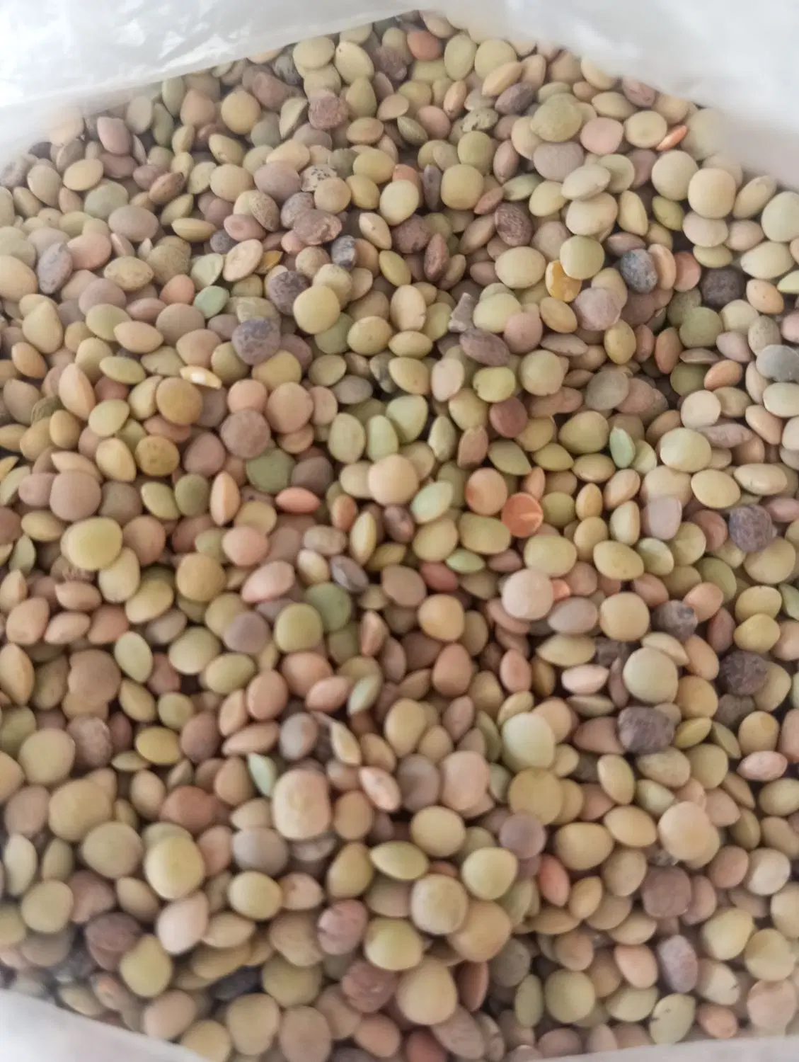 عدس|خوردنی و آشامیدنی|مرودشت, مجد آباد|دیوار