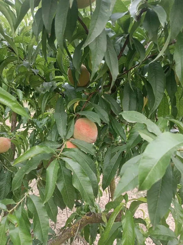هلو.|خدمات باغبانی و درختکاری|بندر گز, |دیوار