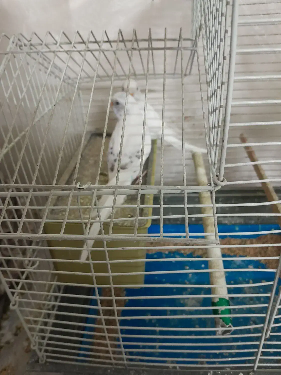 مرغ عشق|پرنده|محمدیه-قزوین, |دیوار