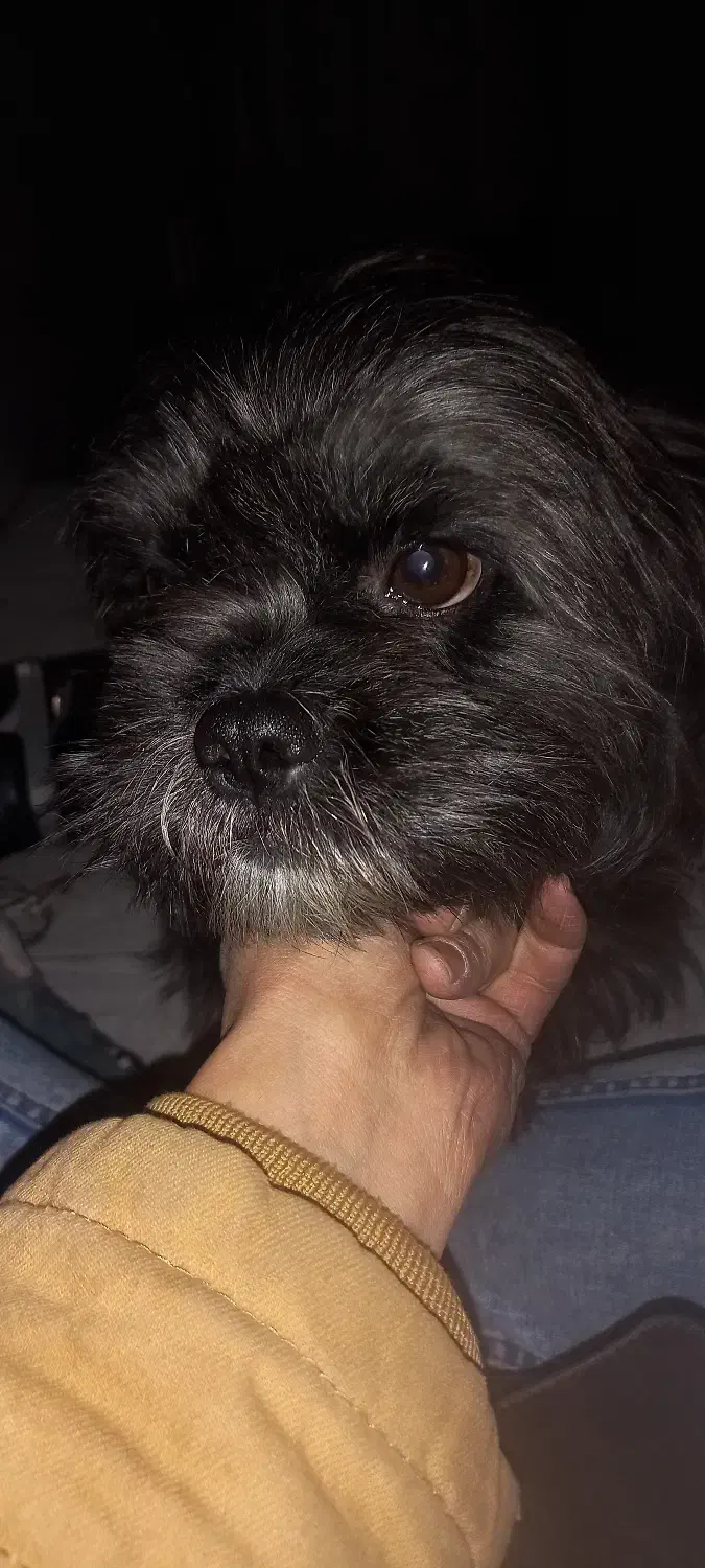 سگ فروش|سگ|تهران, امام حسین|دیوار