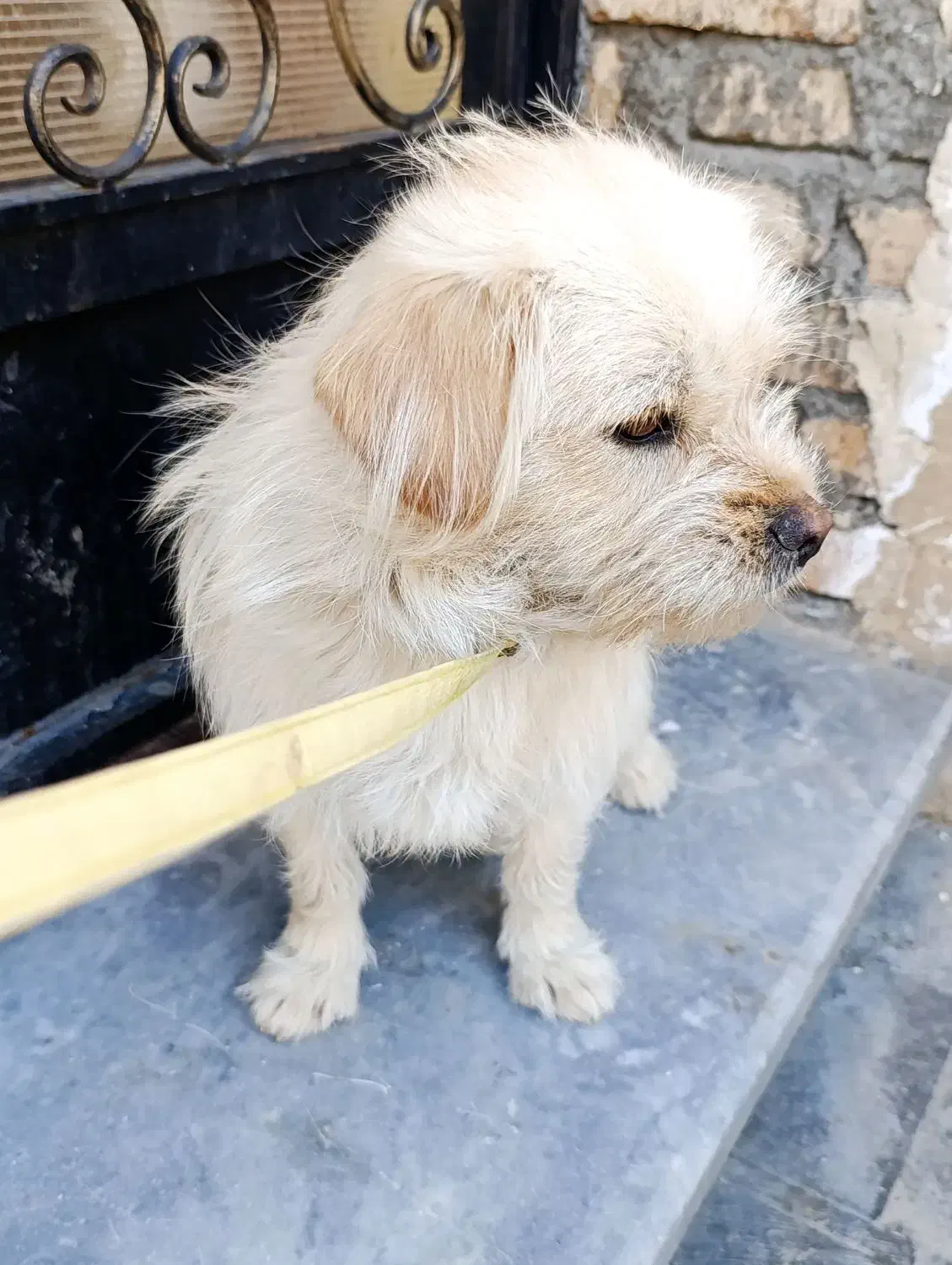 سگ Glen|سگ|چالدران, |دیوار