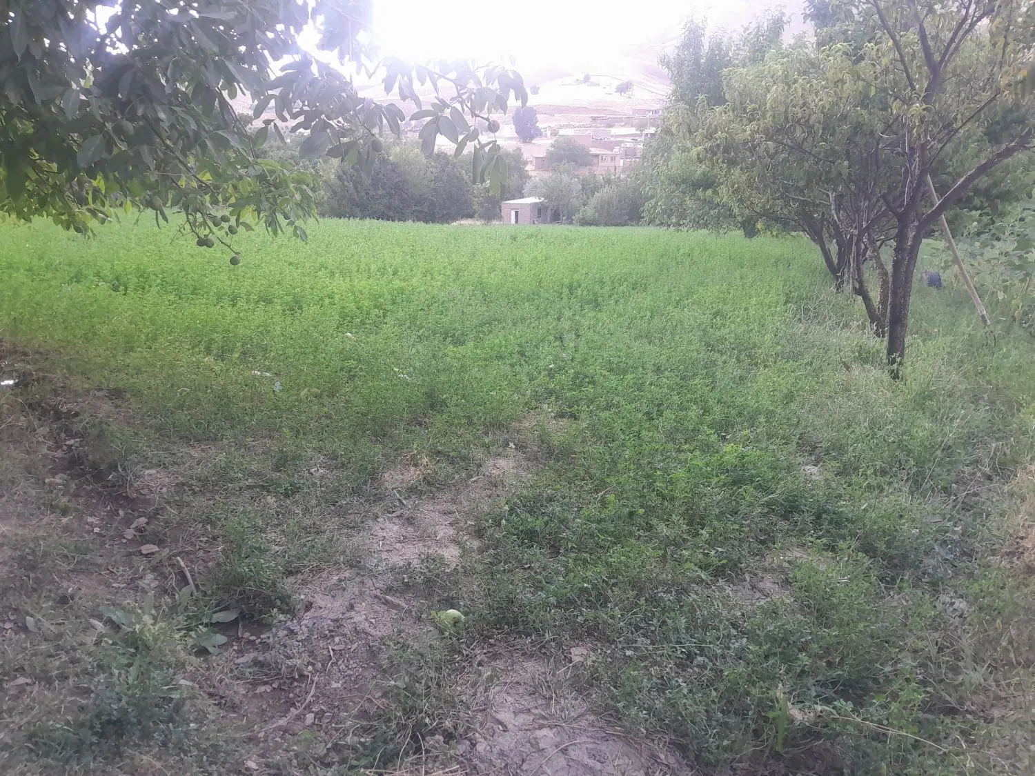 یونجه|لوازم جانبی حیوانات|سنندج, |دیوار