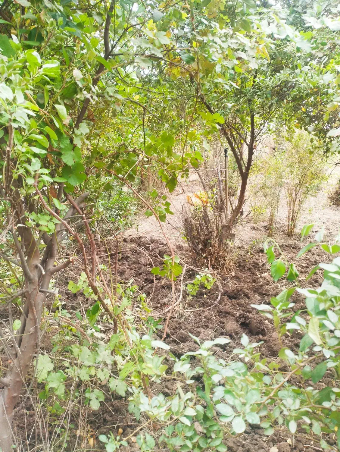 درخت میوه|گل و گیاه طبیعی|آبادان, |دیوار