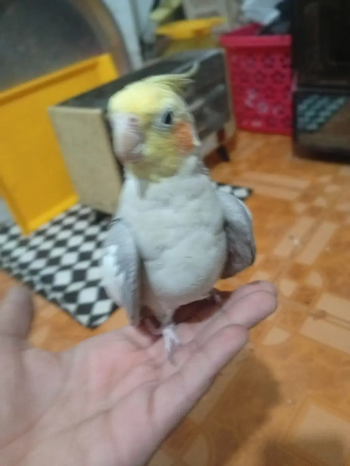 یک جفت عروس هلندی مولد سینامون|پرنده|بندر امام خمینی, |دیوار