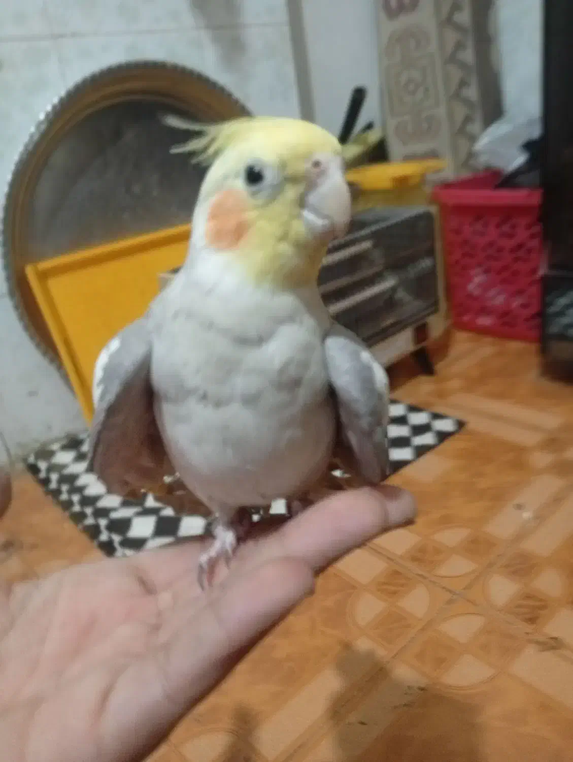 یک جفت عروس هلندی مولد سینامون|پرنده|بندر امام خمینی, |دیوار