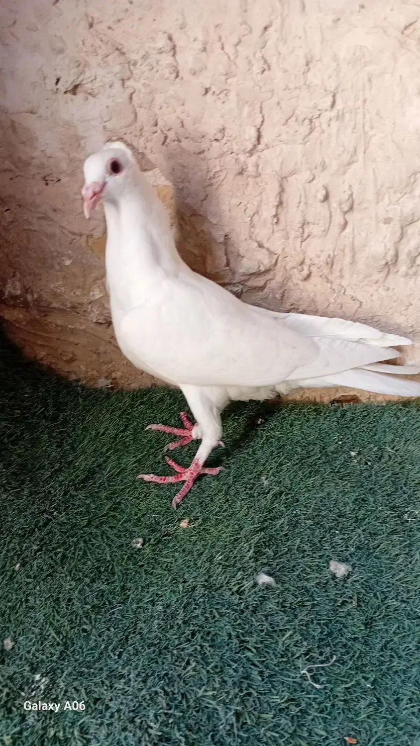 کفتر|پرنده|گناباد, |دیوار