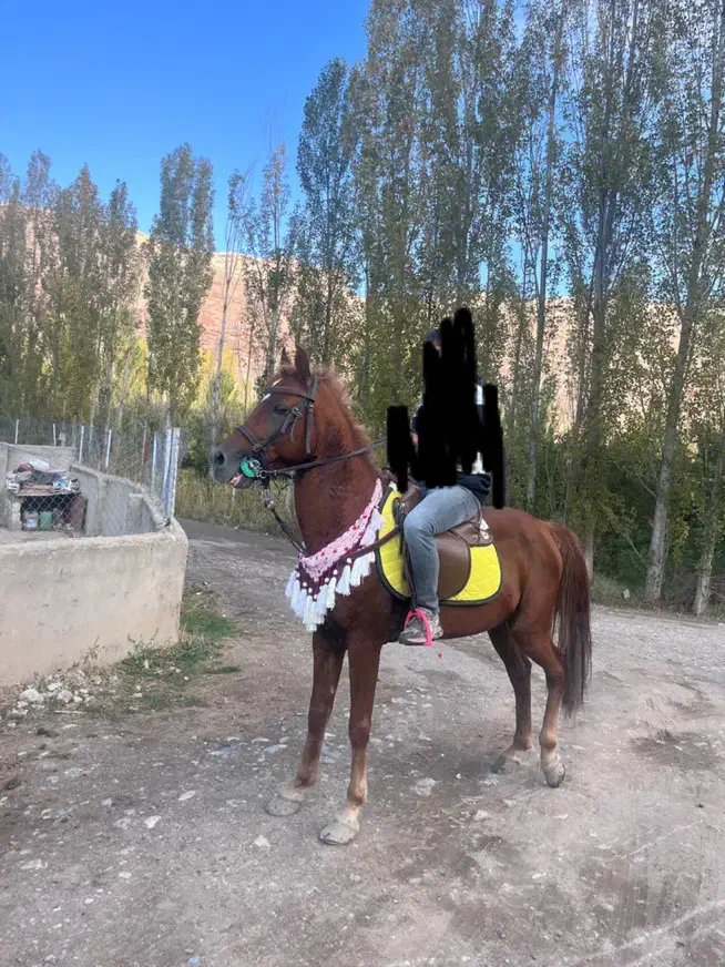 عرب یسر|اسب و تجهیزات اسبسواری|ماکو, |دیوار