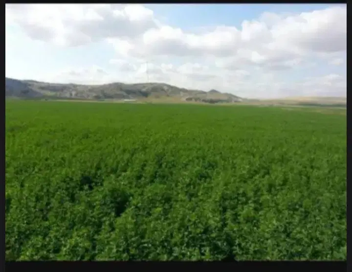 یونجه|لوازم جانبی حیوانات|کوهدشت, |دیوار