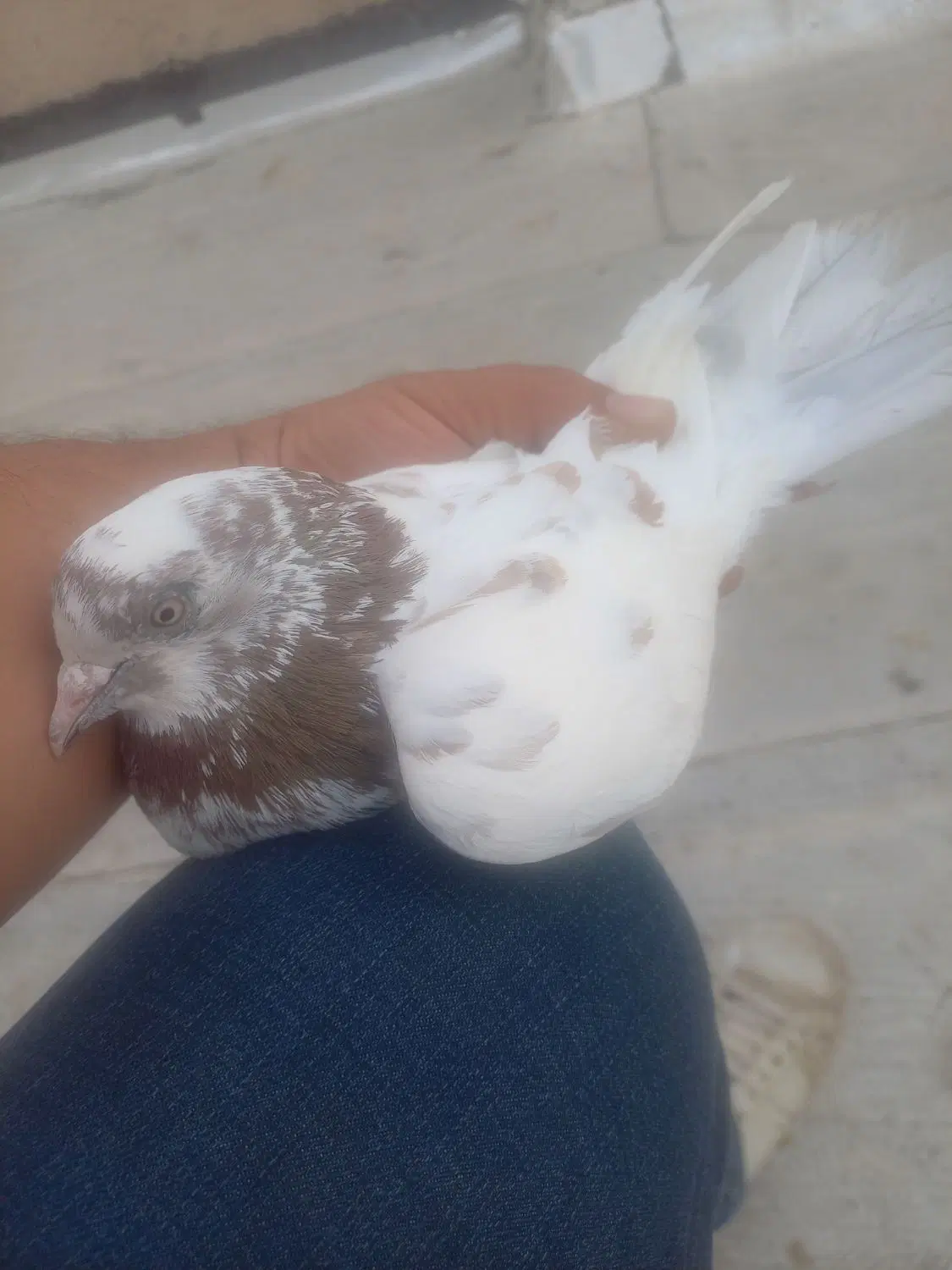 کبوتر|پرنده|خوی, |دیوار