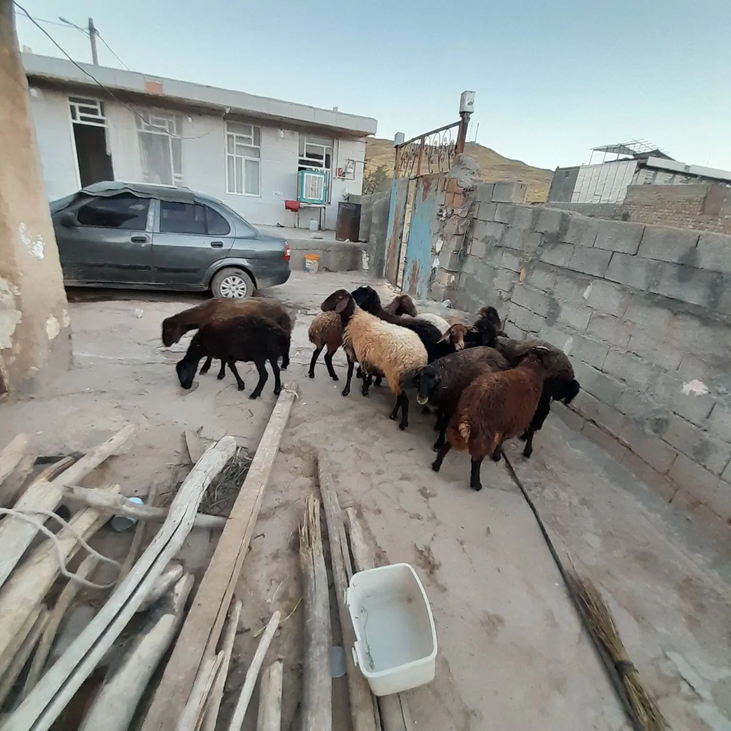 بره|حیوانات مزرعه|کوهدشت, |دیوار