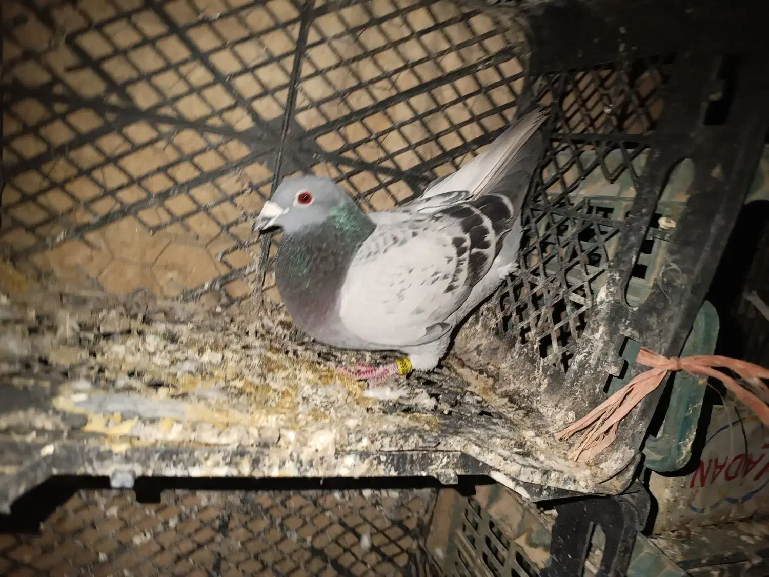 کبوتر نر|پرنده|سرپل ذهاب, |دیوار