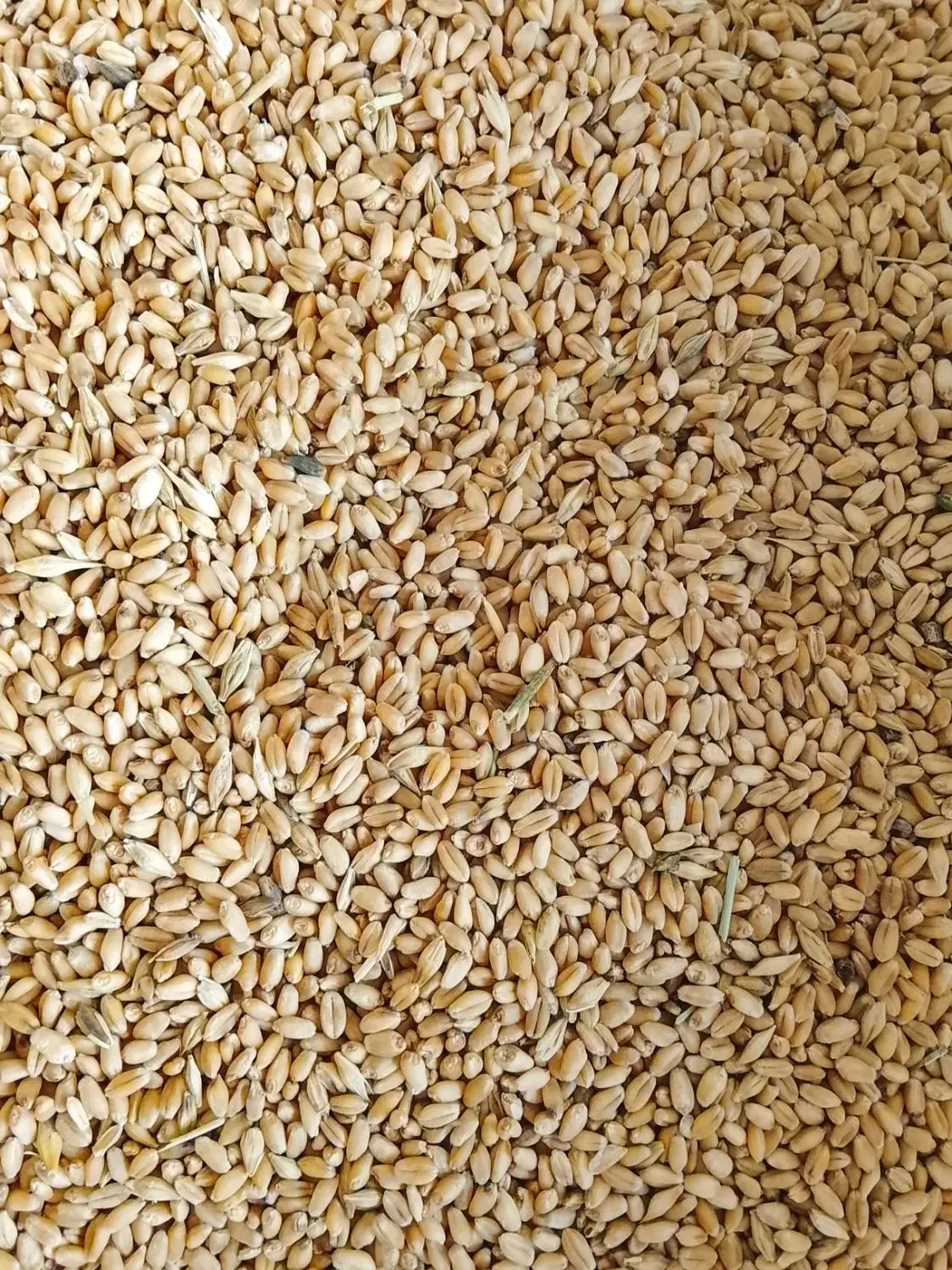 گندم|گل و گیاه طبیعی|چمران, |دیوار