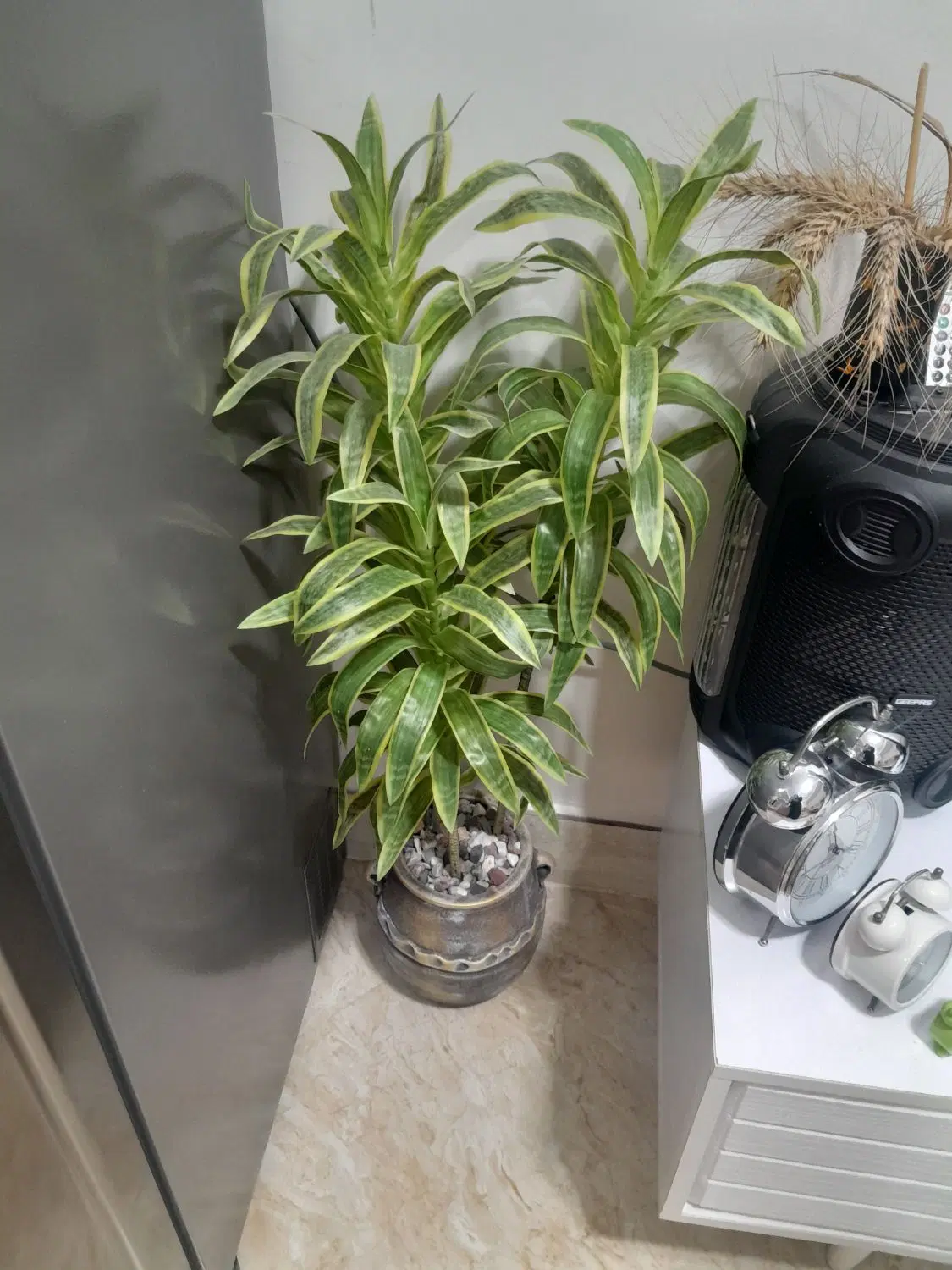 همه|گل مصنوعی|بندرعباس, |دیوار