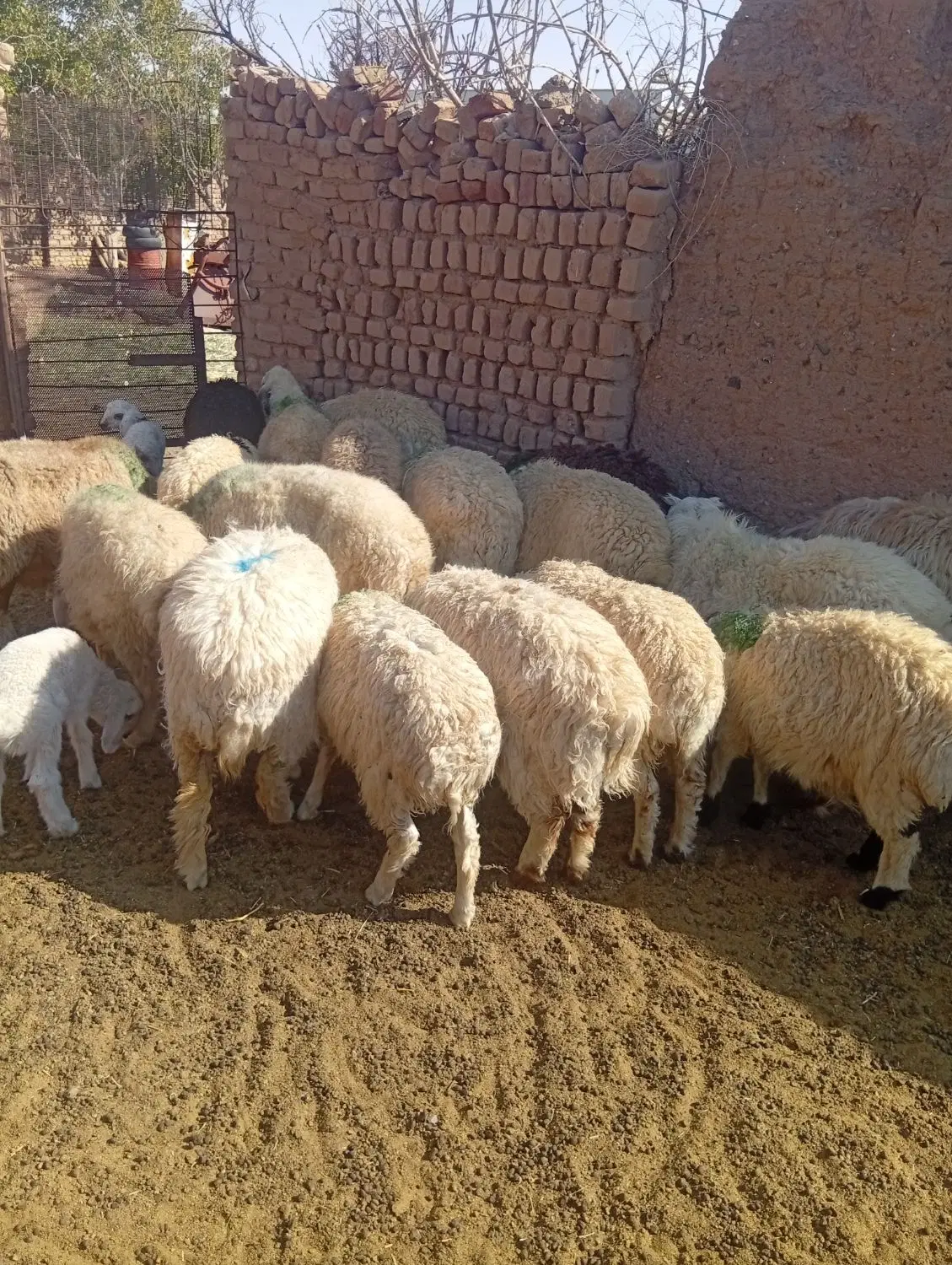 بره|حیوانات مزرعه|گناباد, |دیوار