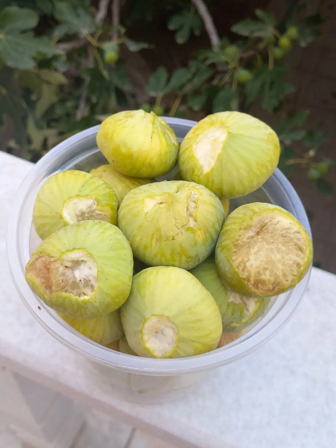 انجیر|خوردنی و آشامیدنی|یزد, |دیوار