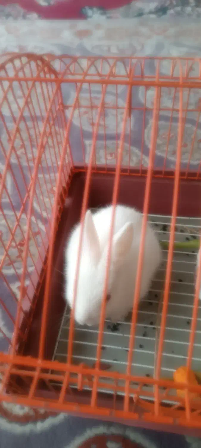 خرگوش|موش و خرگوش|محمدیه-قزوین, |دیوار