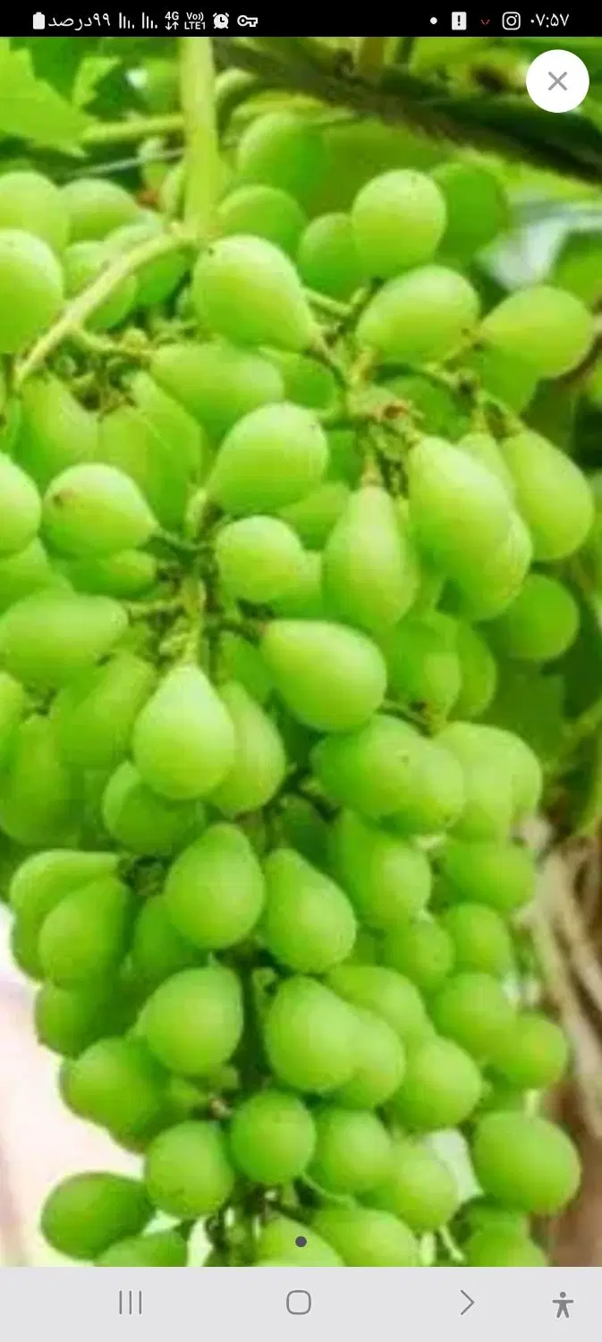 غوره|خوردنی و آشامیدنی|خرمدره, |دیوار