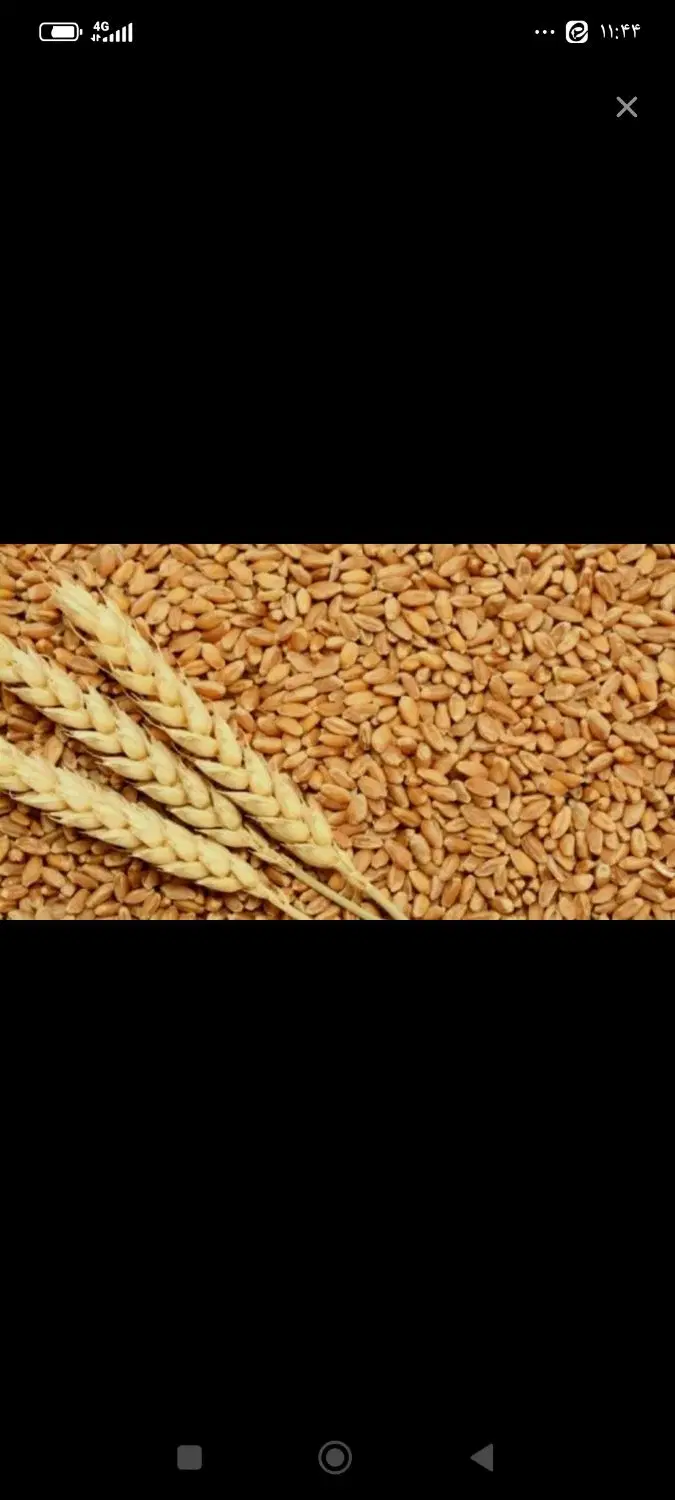 گندم|عمده‌فروشی|یاسوج, |دیوار