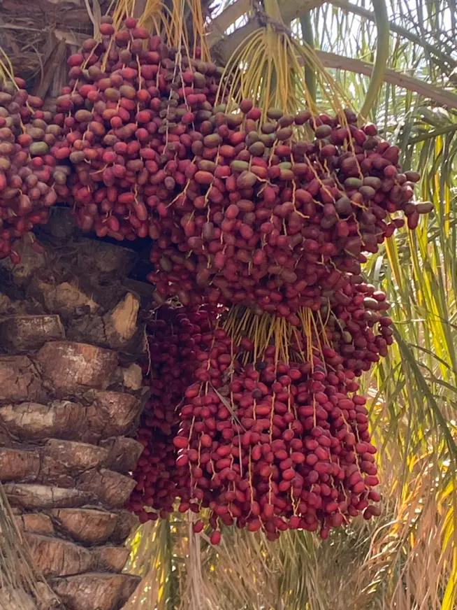 خرما|خدمات باغبانی و درختکاری|بم, |دیوار