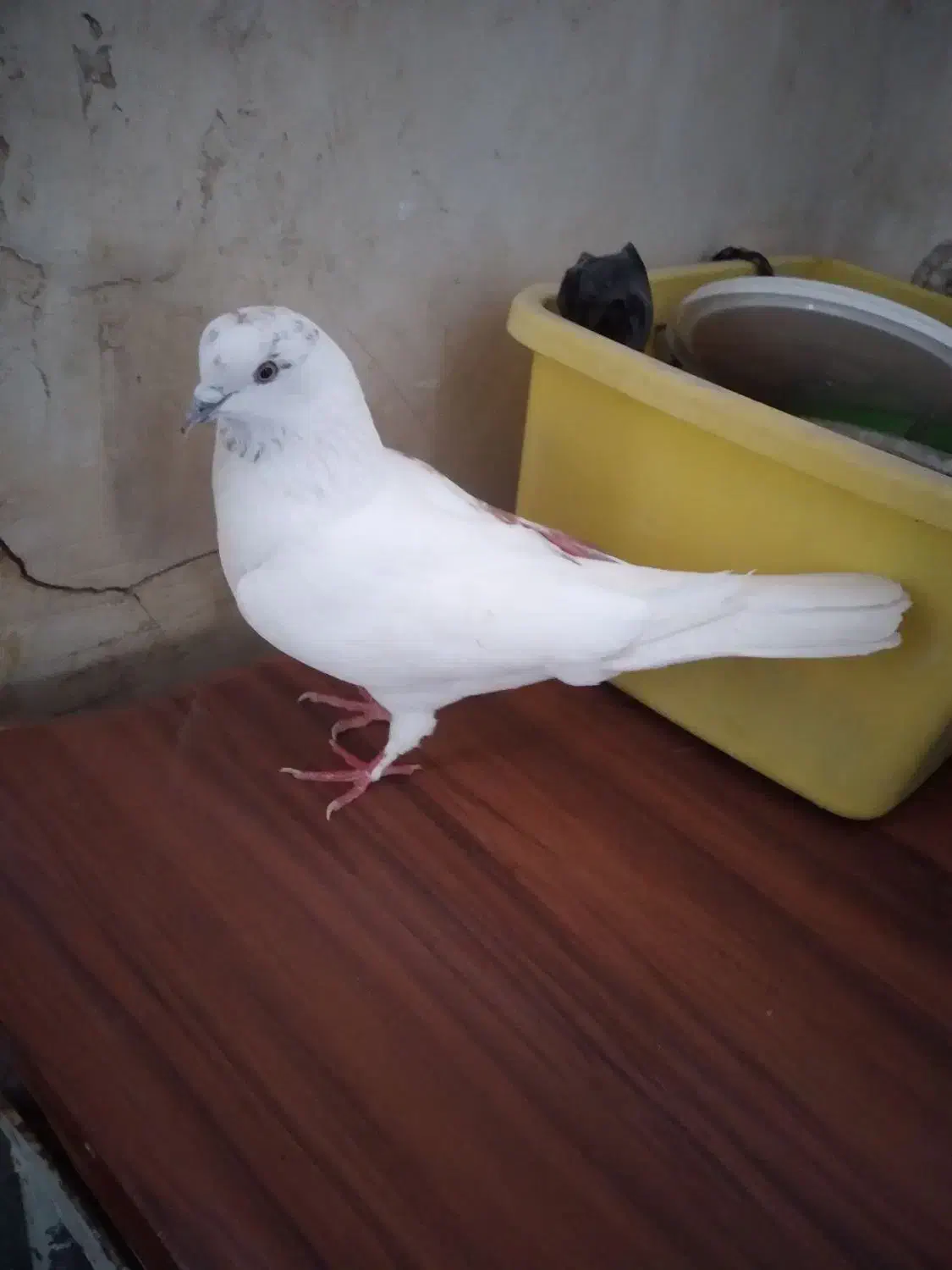 کبوتر|پرنده|مسجد سلیمان, |دیوار