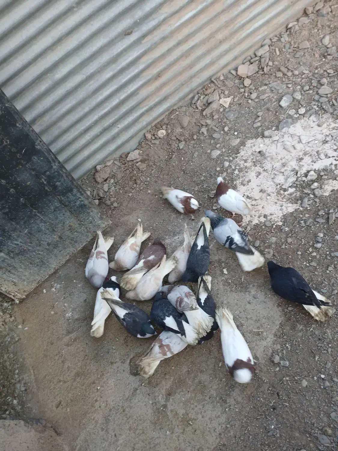 کفتر|پرنده|نیشابور, بنیاد شهید|دیوار