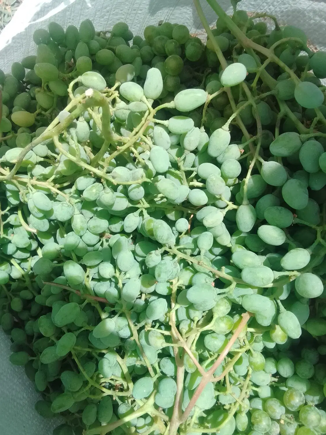 غوره|خوردنی و آشامیدنی|چهارباغ, |دیوار