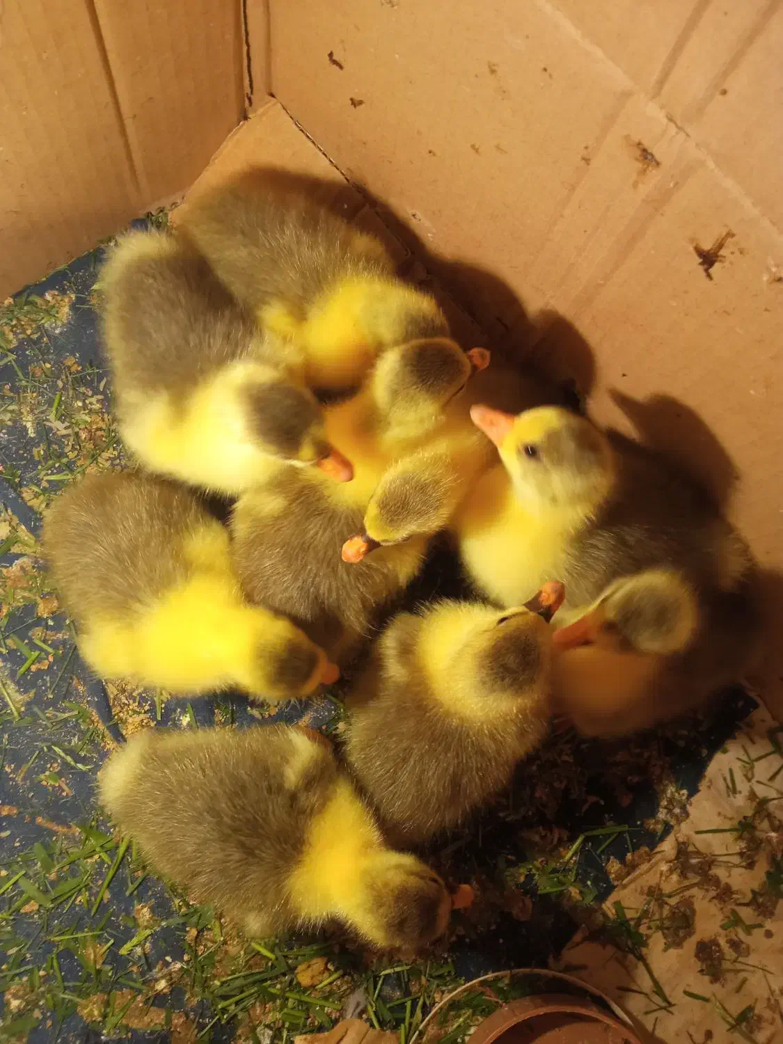 بچه غاز|حیوانات مزرعه|رشت, حومه رشت|دیوار