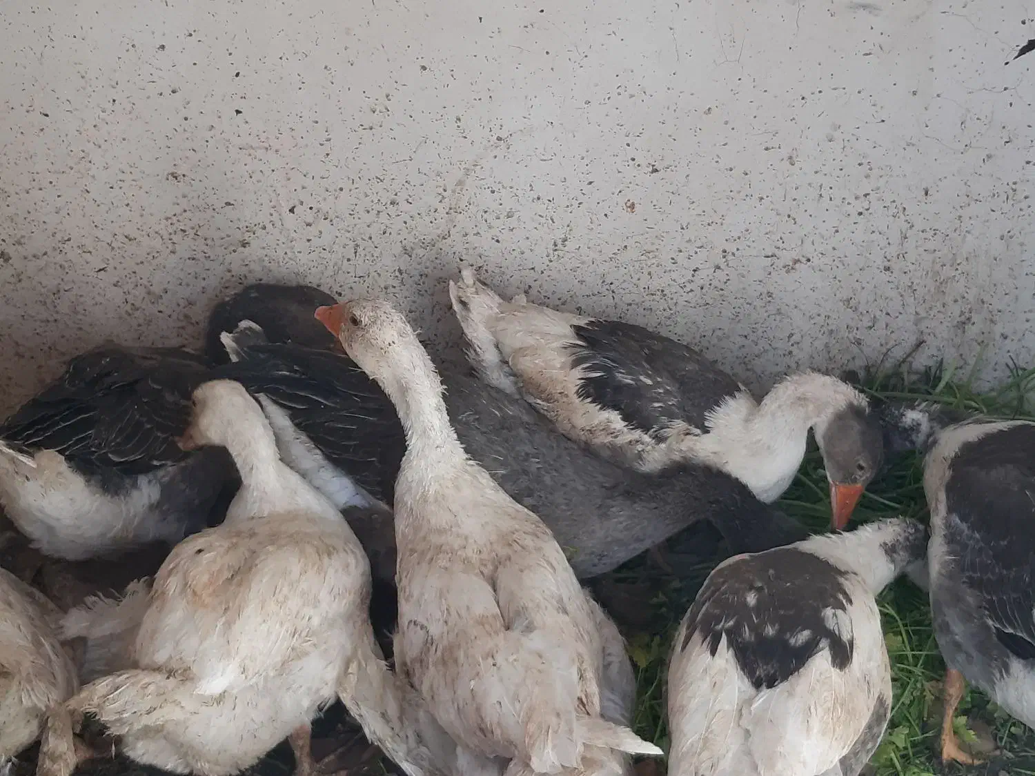 غاز|حیوانات مزرعه|کرمان, |دیوار