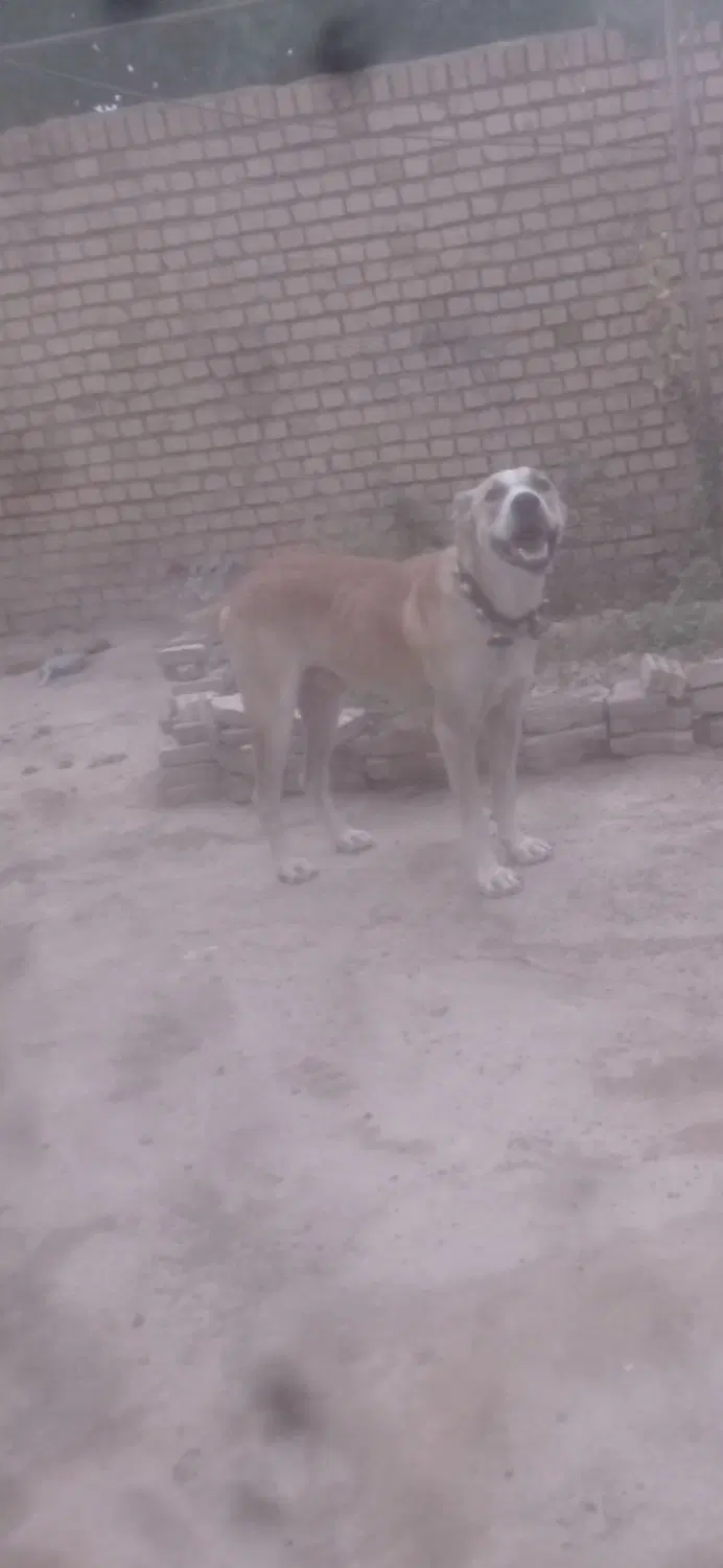 سگ نر|سگ|مشهد, شهید قربانی|دیوار