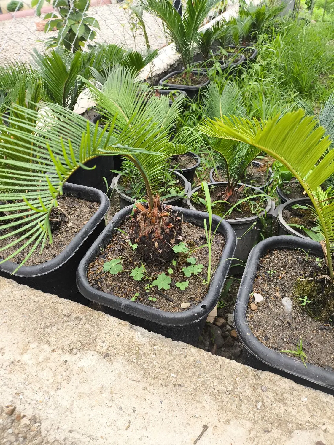 سیکاس|گل و گیاه طبیعی|دالخانی, |دیوار