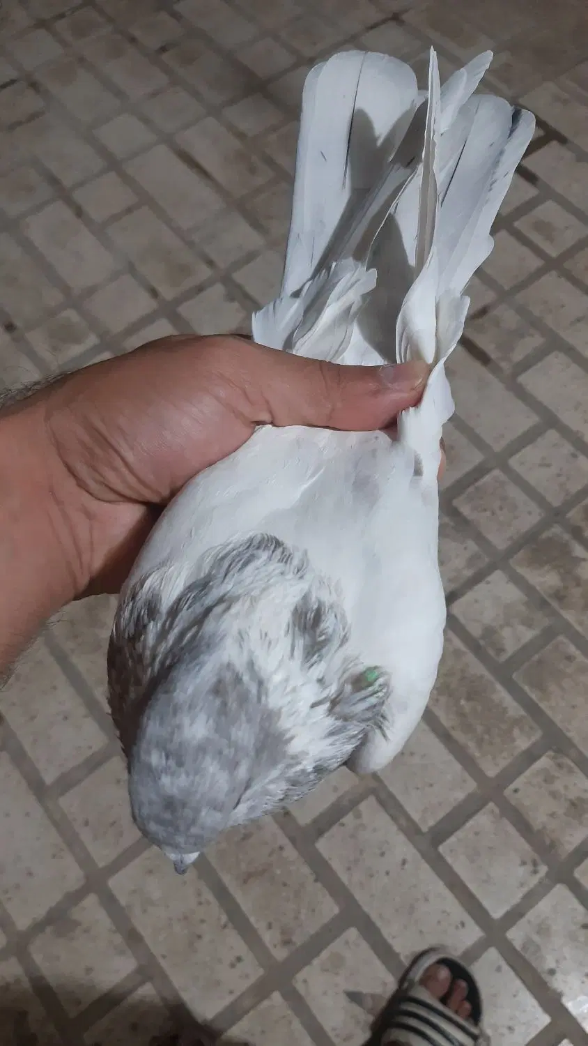 پرنده|پرنده|کوهدشت, |دیوار