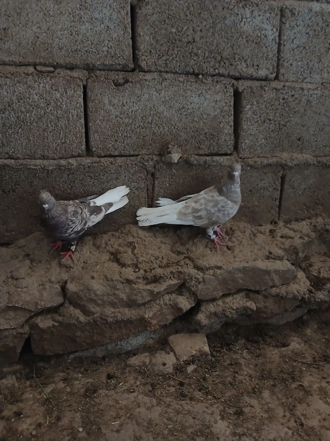 کفتر|پرنده|شیروان (خراسان), |دیوار