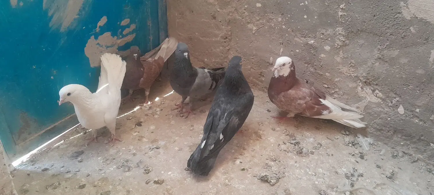 کفتر|پرنده|آشتیان, |دیوار