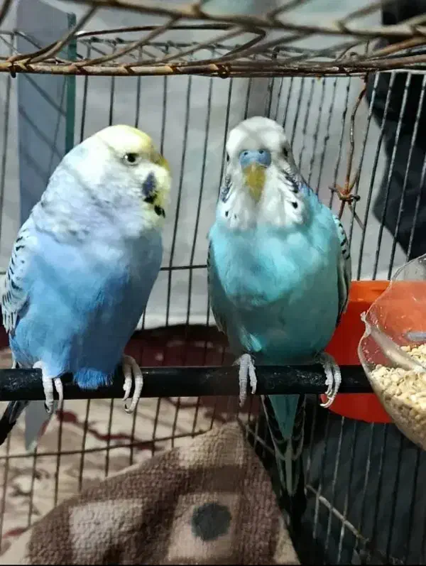 مرغ عشق|پرنده|هیرمند, |دیوار