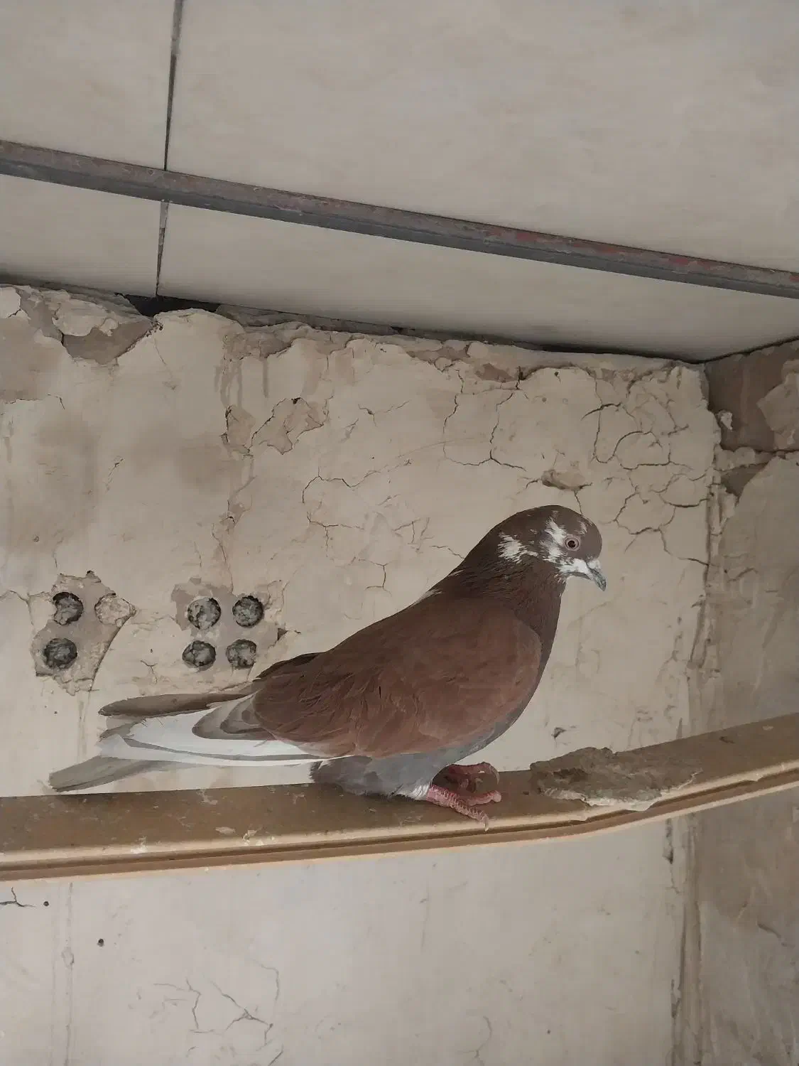 5تا|پرنده|ملارد, |دیوار