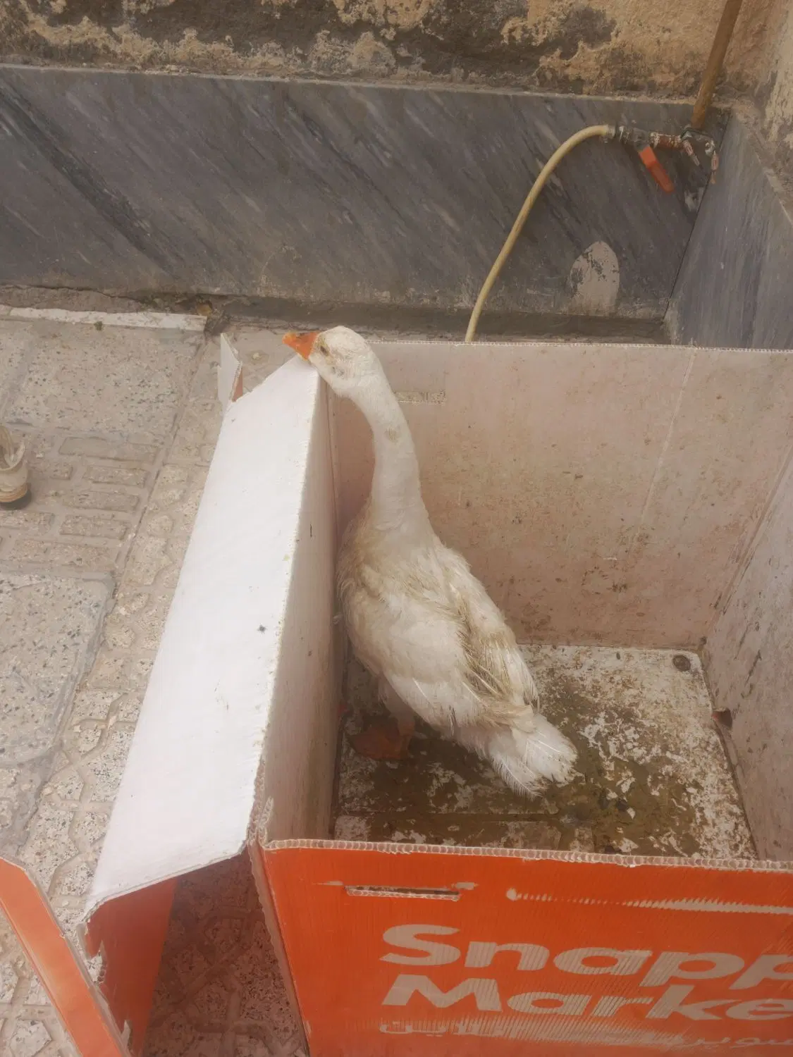 غاز|حیوانات مزرعه|اردبیل, |دیوار