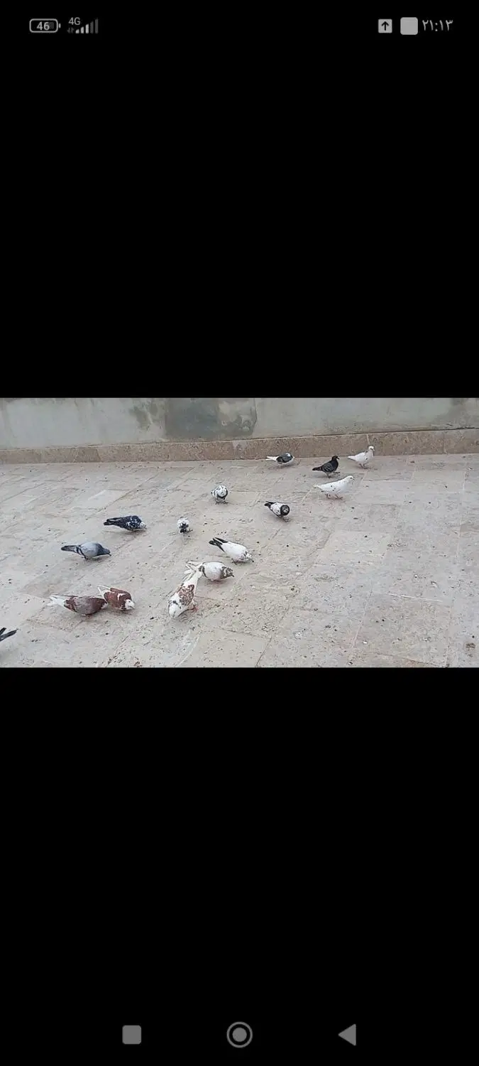 کبوتر|پرنده|گرگان, |دیوار