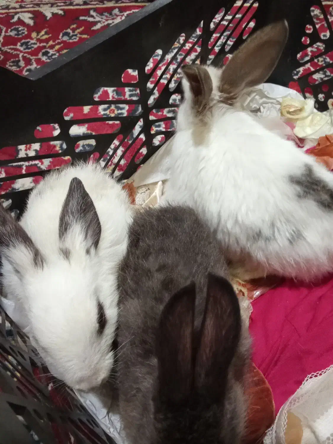 خرگوش|موش و خرگوش|زاهدان, |دیوار