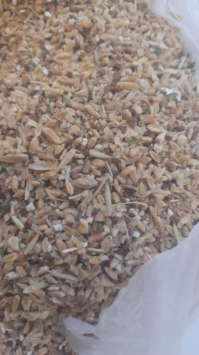 گندم|خوردنی و آشامیدنی|آذرشهر, |دیوار