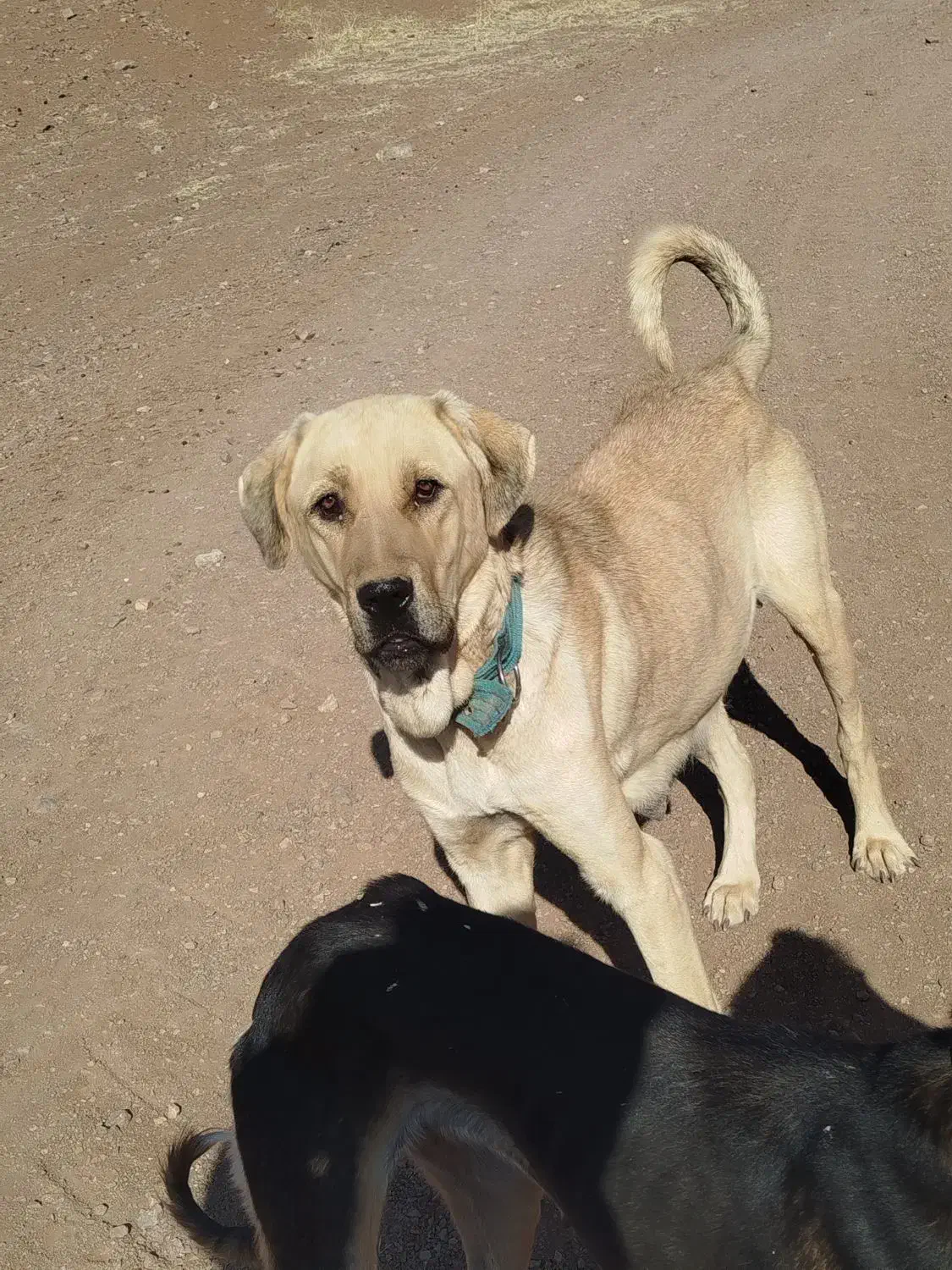 سگ پژدر|سگ|کنگاور, |دیوار